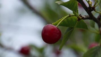 cereza roja en el árbol video