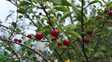 Red cherry on tree video
