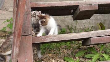 chaton tigré espiègle video