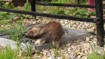 Playful tabby kitten video