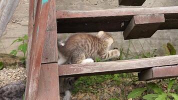 Playful tabby kitten video