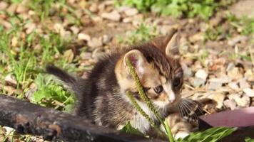 chaton tigré espiègle video