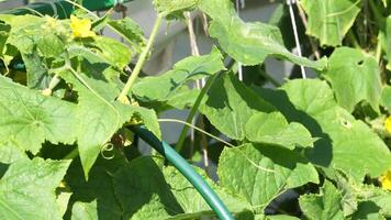 Cucumber blossoming in the garden video