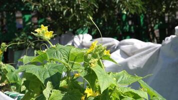 Cucumber blossoming in the garden video
