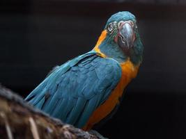 Blue throated macaw photo