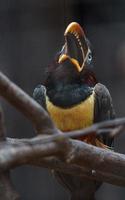 Aracari de orejas de castaño foto