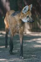 Maned wolf in zoo photo