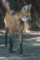 lobo de crin en zoológico foto