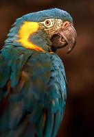 Blue throated macaw photo