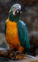 Blue throated macaw photo