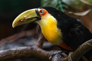 Green billed toucan photo