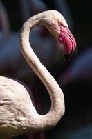 Greater flamingo in zoo photo