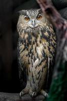 Eurasian eagle owl photo