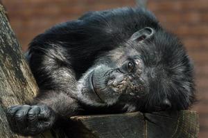 Chimpanzee resting on desk photo