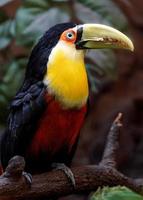 Green billed toucan photo