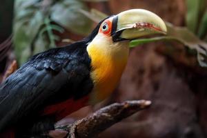 Green billed toucan photo