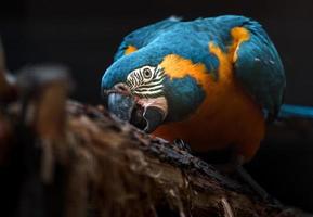 Blue throated macaw photo