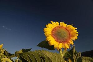 Sunflower field view photo