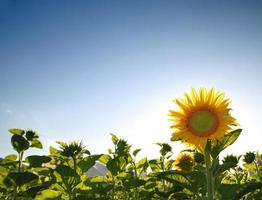 Sunflower field view photo