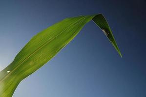 green leaf with blue sky in background photo