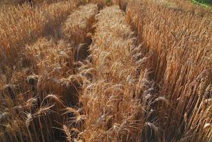 Wheat field view photo