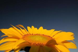 Sunflower field view photo