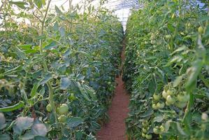 Plants in greenhouse photo