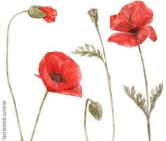 Red Poppy by watercolor vector