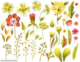 Meadow wild flowers and herbs vector