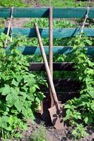 una vieja pala oxidada cerca de los arbustos de frambuesa, que crecen junto a la valla de madera del jardín del pueblo. imagen de fondo asociada con cosechas estacionales y trabajo de jardinería a largo plazo foto