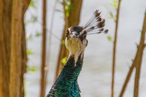 Beautiful peacock view photo