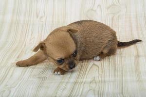 Chihuahua puppy view photo