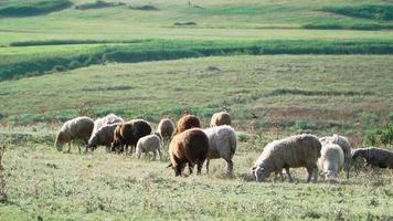 troupeau de moutons debout et paître dans un beau champ. l'agriculture et l'élevage. ralenti video