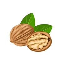 Vector illustration, walnut in shell, suitable as label or template, agricultural product packing.