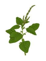 Vector illustration, green Amaranth, scientific name Amaranthus viridis, isolated on white background.