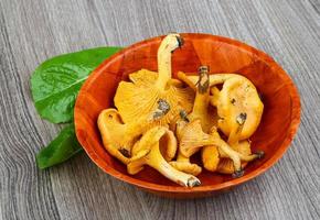 Chanterelle on wood photo