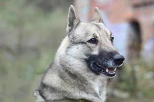 Portrait of a dog breed West Siberian Laika with green field background photo