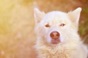 Toned portrait of the White Siberian Samoyed husky dog with heterochromia a phenomenon when the eyes have different colors in the daytime outdoors photo