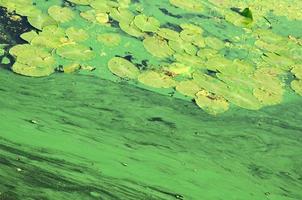 The surface of an old swamp covered with duckweed and lily leaves photo