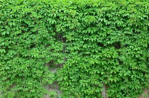 Green ivy grows along the beige wall of painted tiles. Texture of dense thickets of wild ivy photo