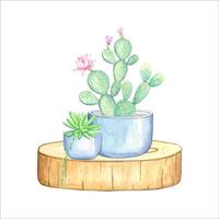 Composition of cactus and succulent in pots Watercolor illustration vector