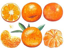 conjunto de mandarinas, acuarela vector