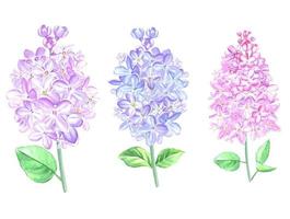 conjunto de ramas lilas, aisladas vector