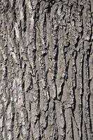 Tree bark texture in sunlight photo