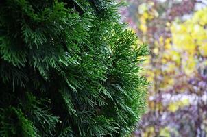 The branches of spruce photo
