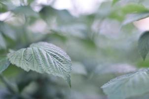 Photo of a few green leaves from a raspberry bush. Growing bush of raspberry. Macro photo with blurred background