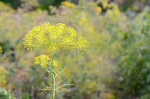 flores amarillas de anethum graveolens eneldo en campos de jardín foto