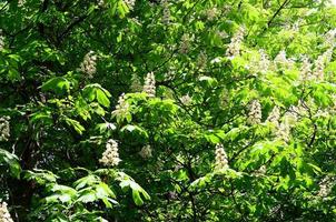 Branches of white lilac and green leaves. Blooming branch of lilac photo