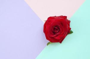 Dark red rose flower on pastel blue pink and lilac background top view photo