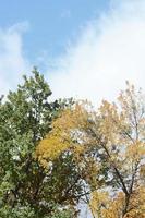 Fragment of trees whose leaves change color in the autumn season photo